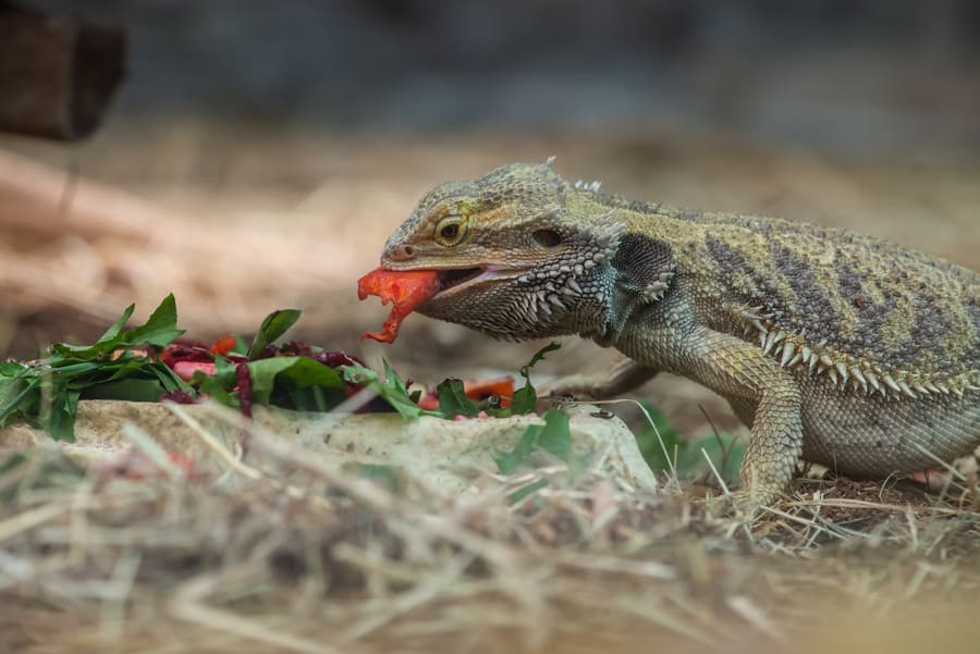  Fundamental Principles of Lizards Nutrition - Gut Loading and Dusting