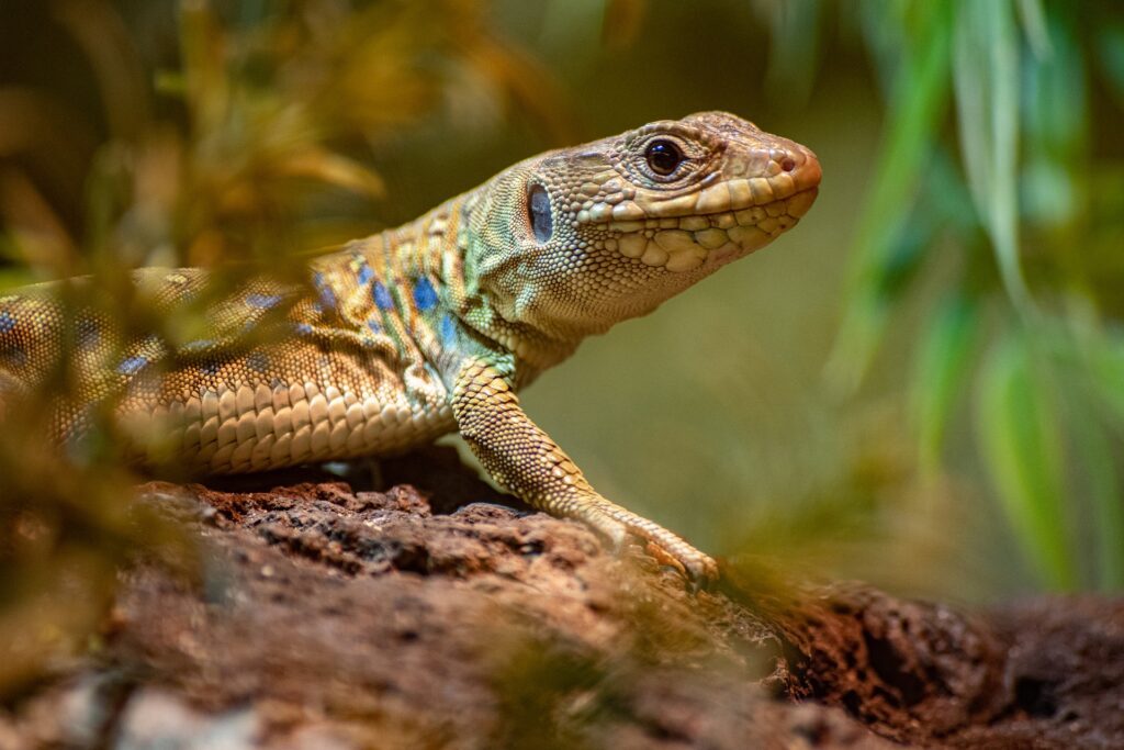 Calcium, Vitamin D and Mineral Levels for Lizards