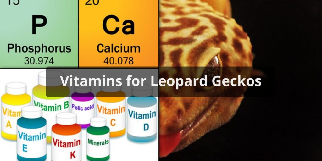 Vitamins for Leopard Geckos