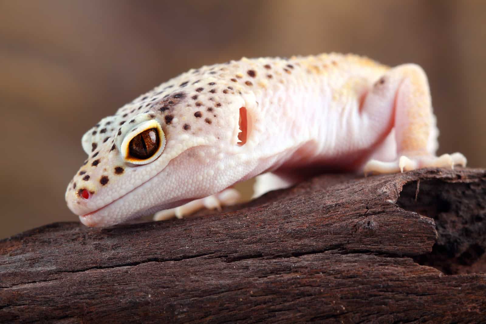 An Introduction to Leopard Gecko Nutrition