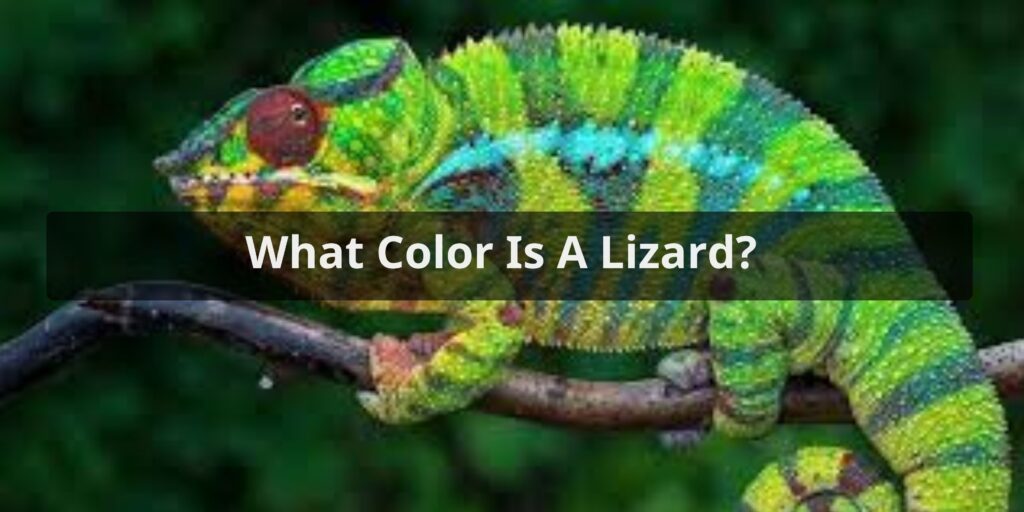 what color is a lizard
