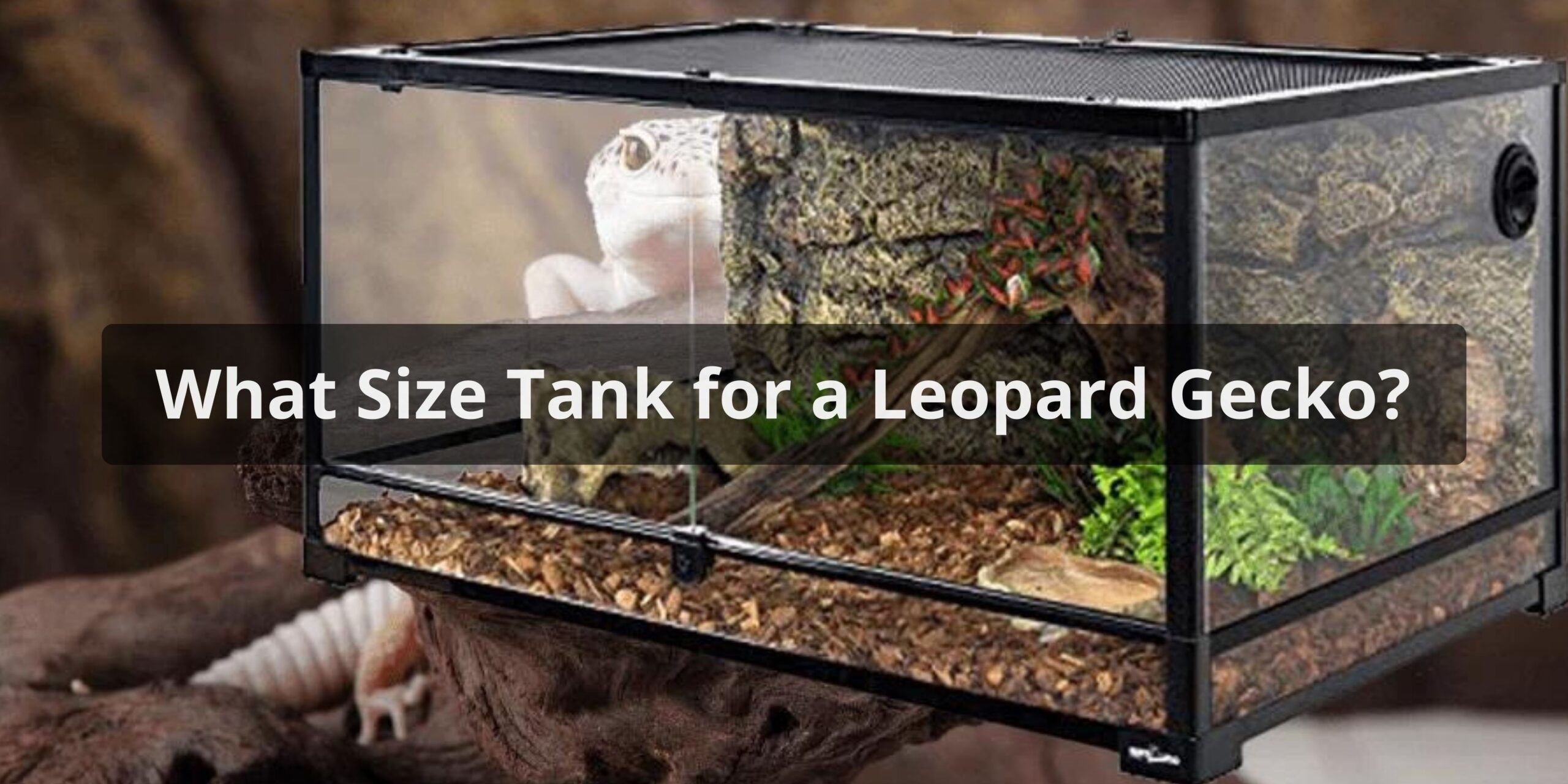 What Size Tank for a Leopard Gecko