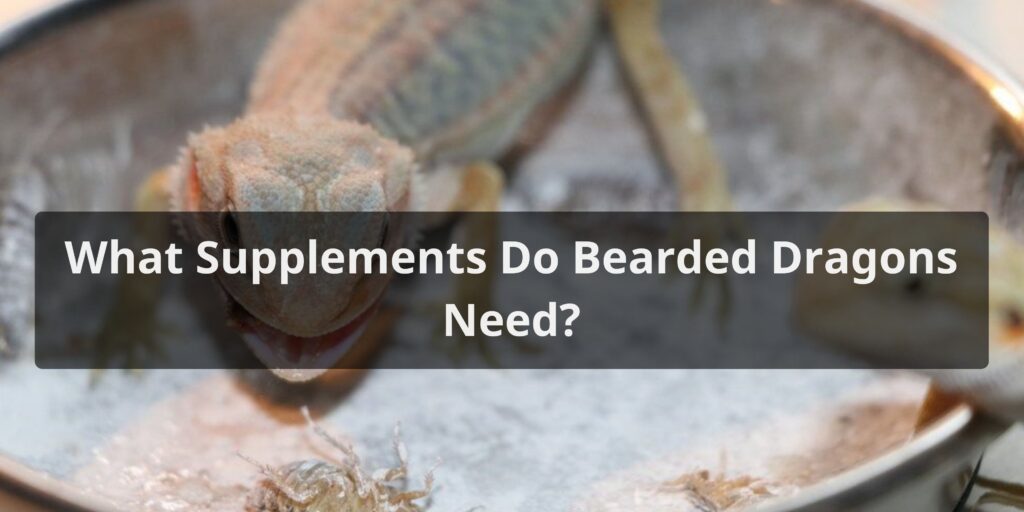 What Supplements Do Bearded Dragons Need
