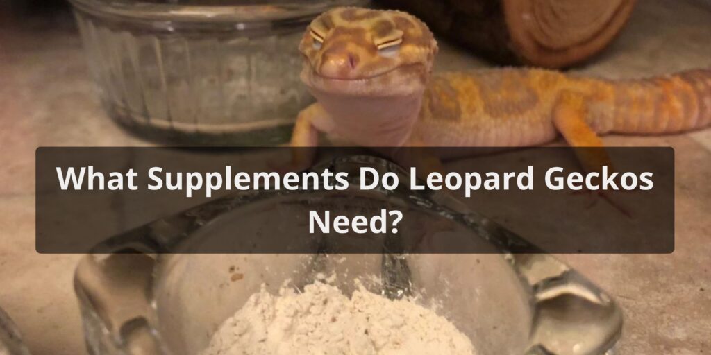 What Supplements Do Leopard Geckos Need