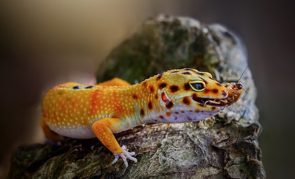 Leopard Geckos Need Supplements