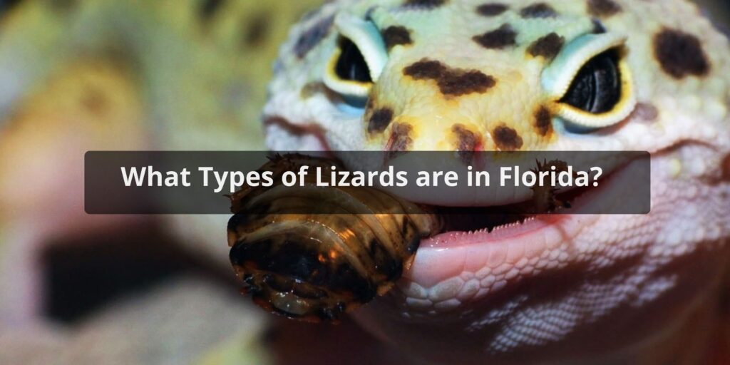 What Types of Lizards are in Florida
