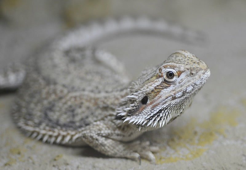 Loss of Appetite in Bearded Dragons