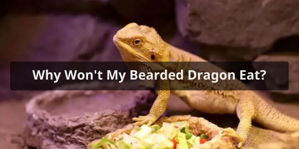 Why Won't My Bearded Dragon Eat