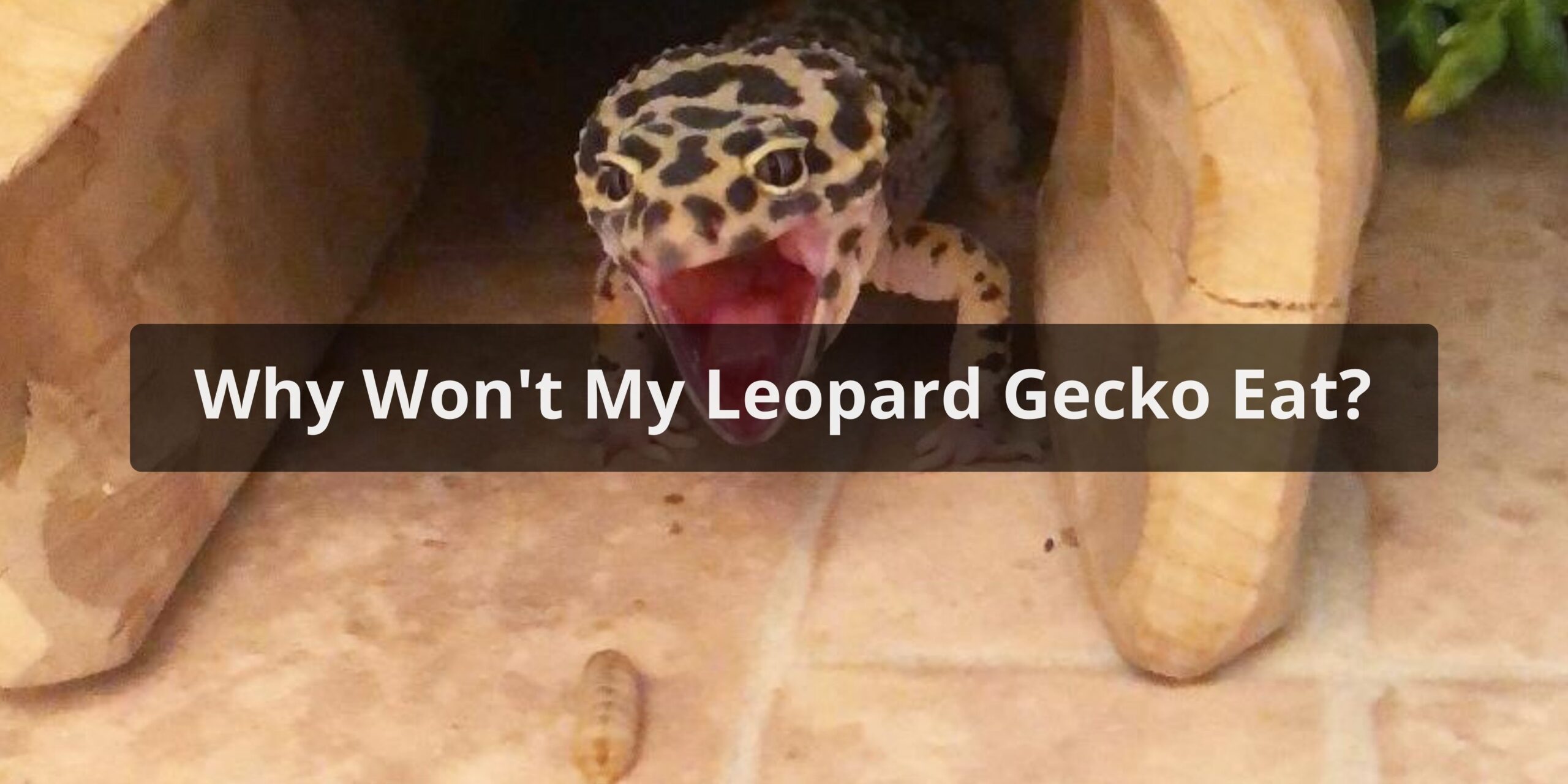 Why Won't My Leopard Gecko Eat