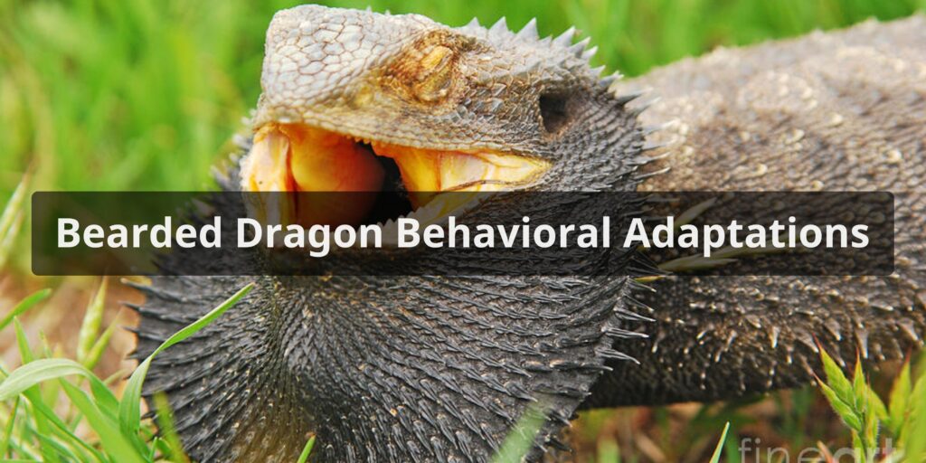 Bearded Dragon Behavioral Adaptations
