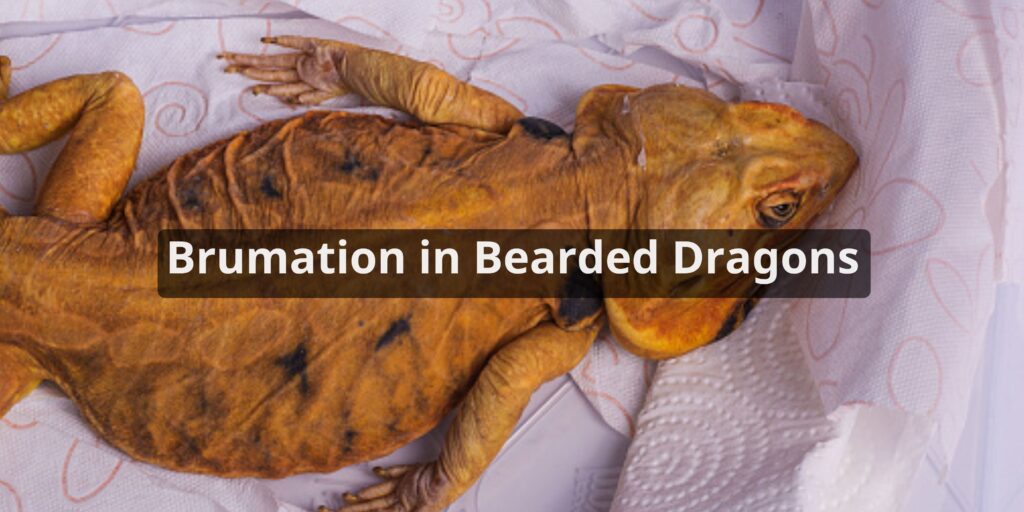 Brumation in Bearded Dragons