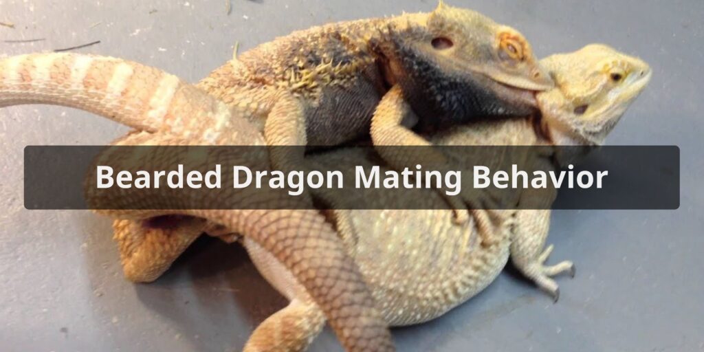 Bearded Dragon Mating Behavior