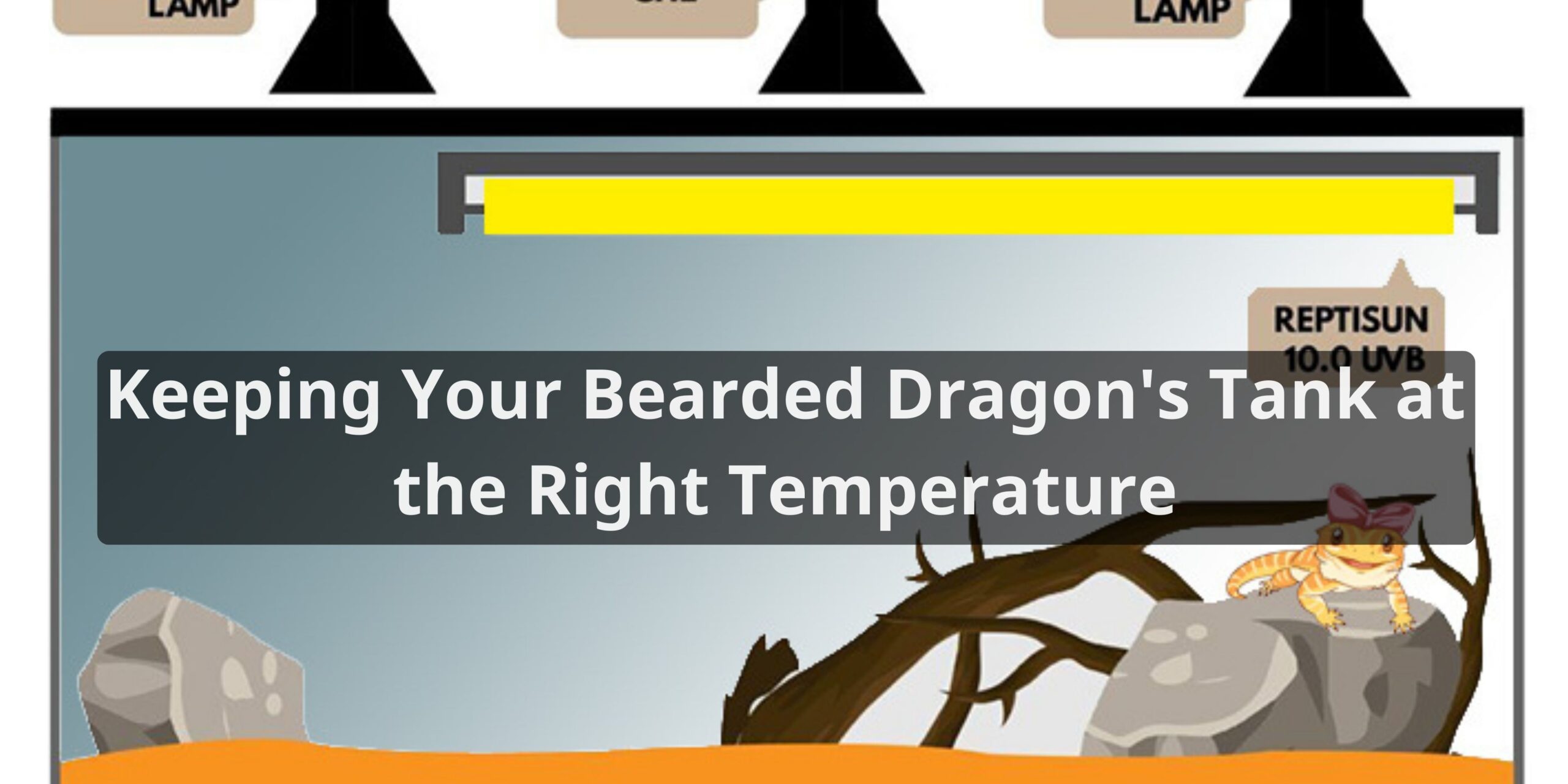 Keeping Your Bearded Dragon's Tank at the Right Temperature