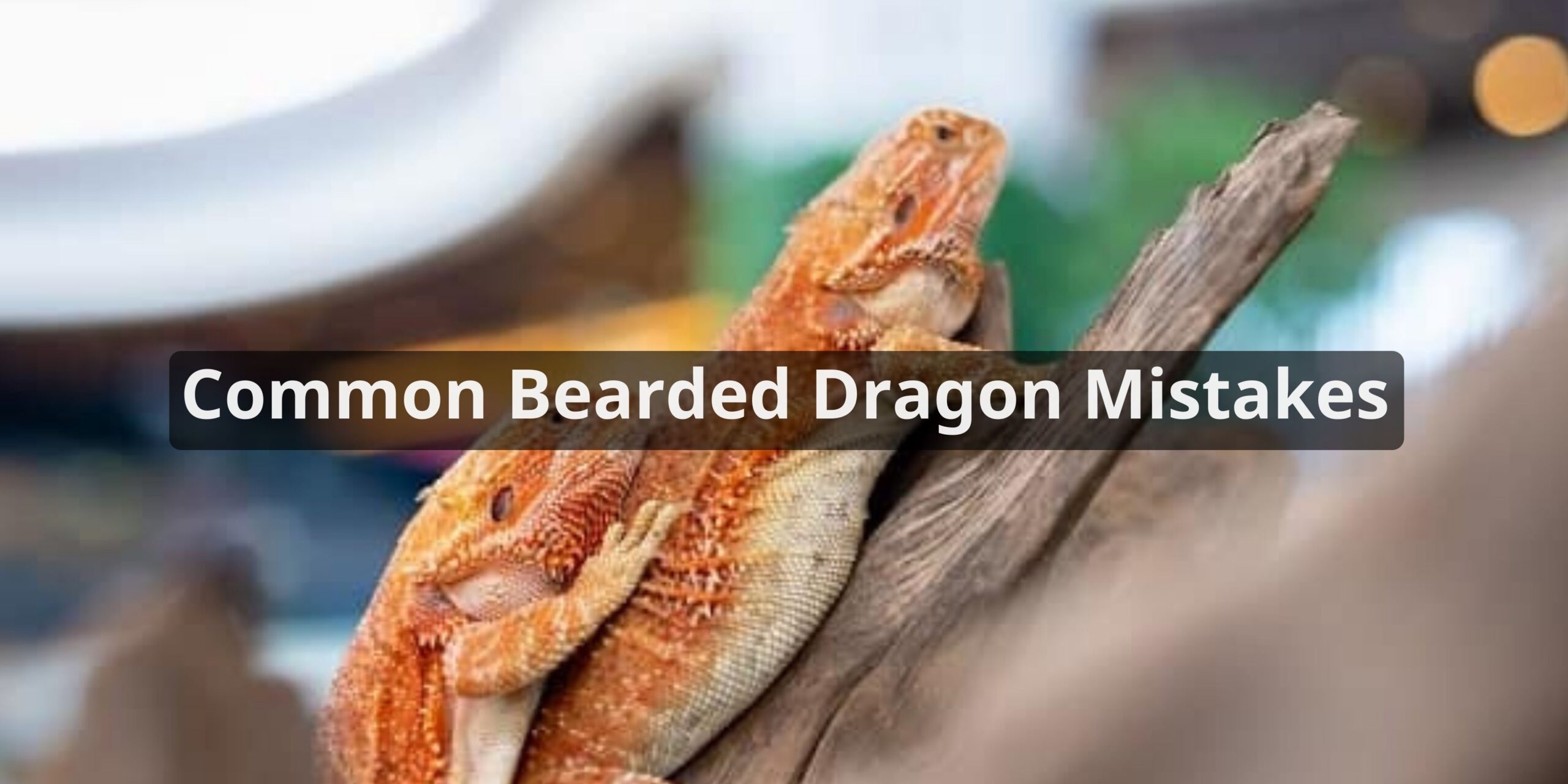 Common Bearded Dragon Mistakes