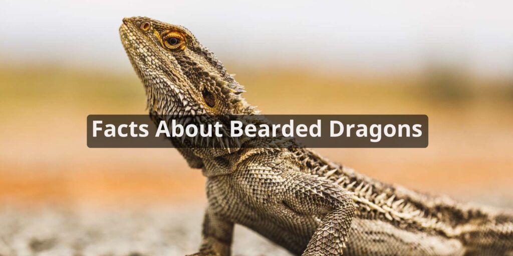 Facts About Bearded Dragons