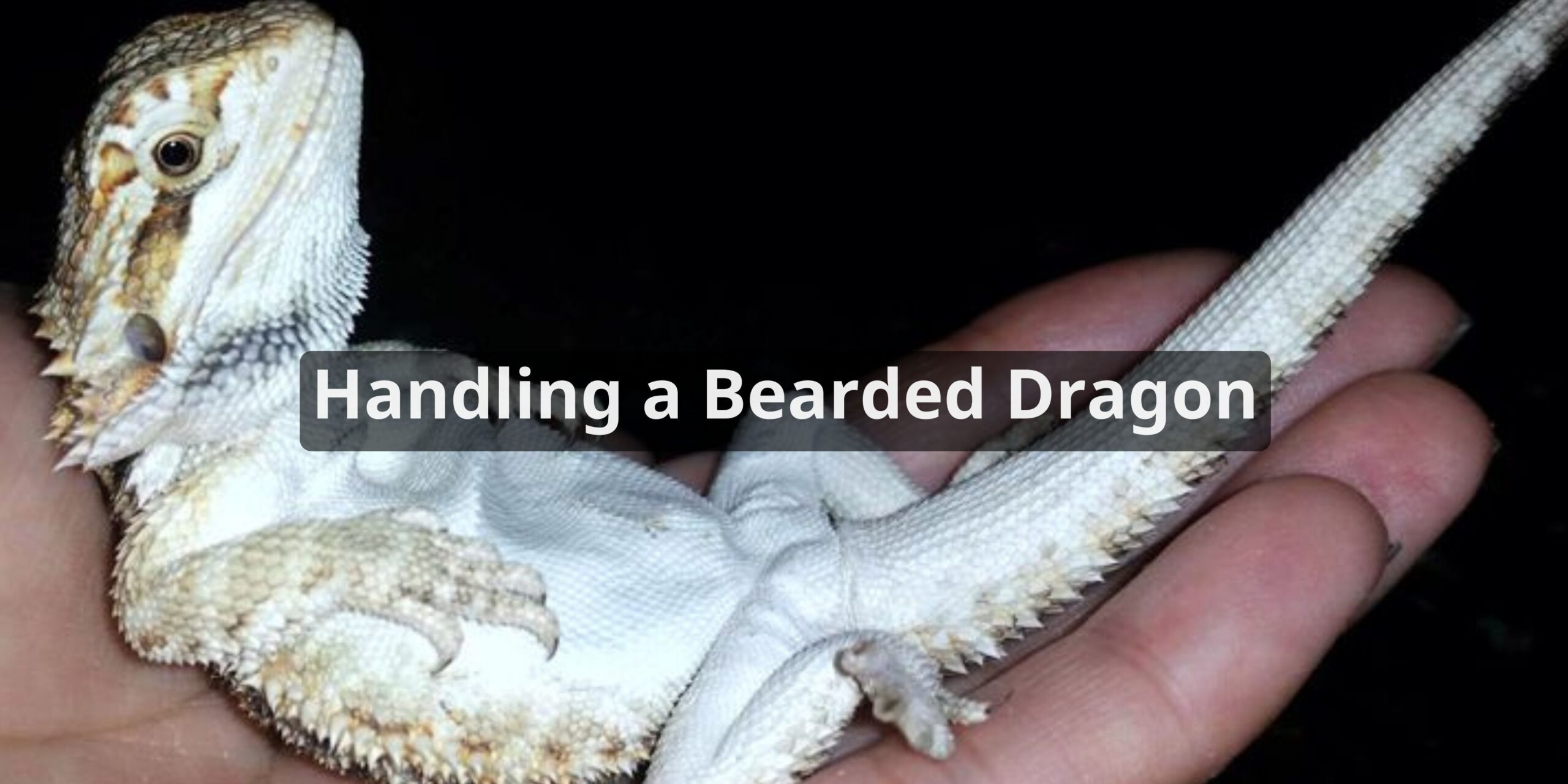 Handling a Bearded Dragon