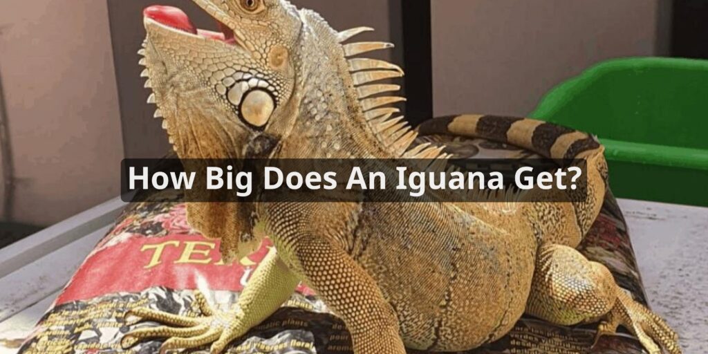 How Big Does An Iguana Get