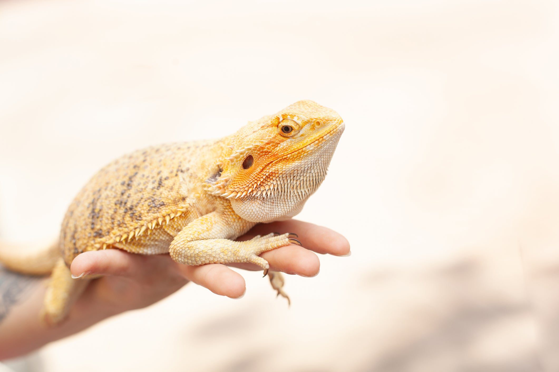 Supporting Your Bearded Dragon During Periods of Fasting