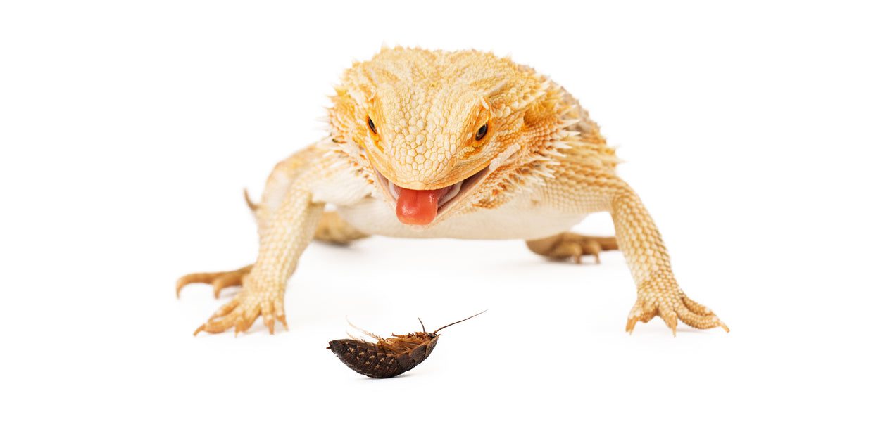 Normal Eating Habits for Bearded Dragons