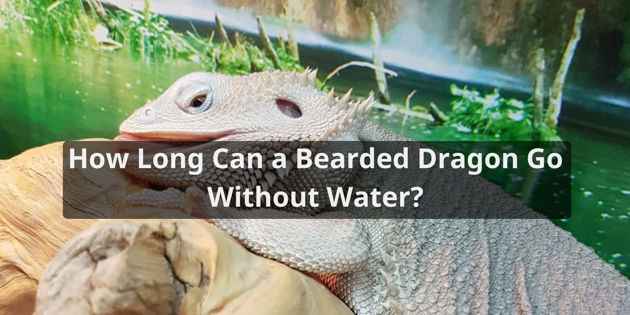 How Long Can a Bearded Dragon Go Without Water
