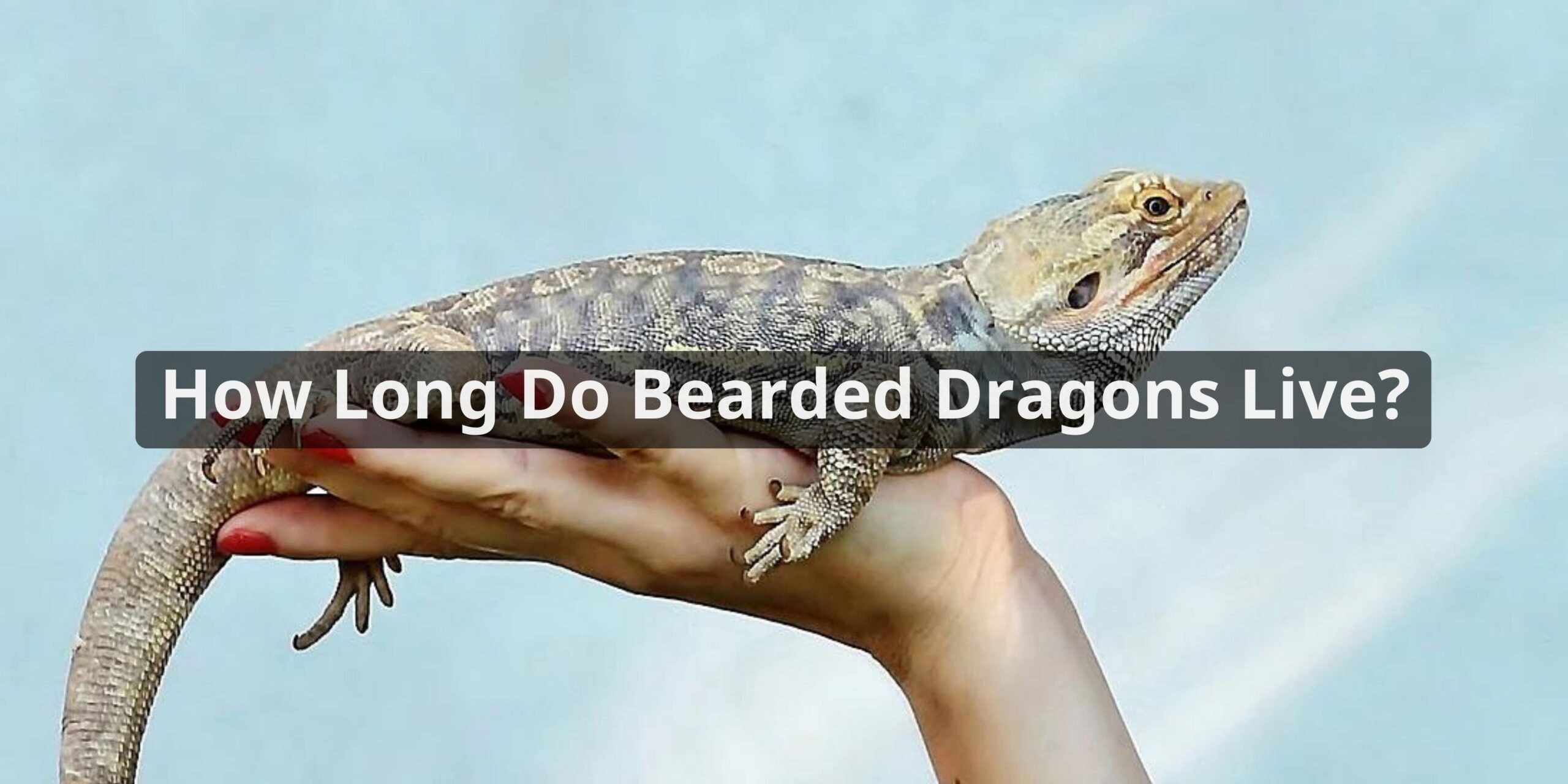 How Long Do Bearded Dragons Live