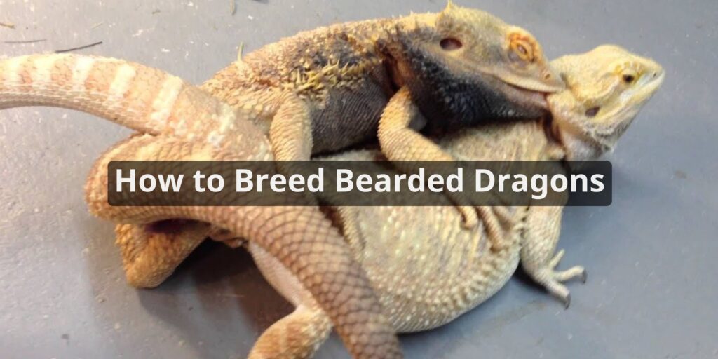 How to Breed Bearded Dragons