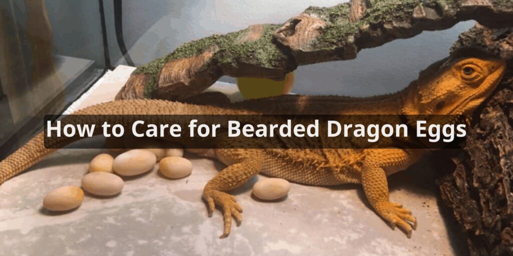 How to Care for Bearded Dragon Eggs