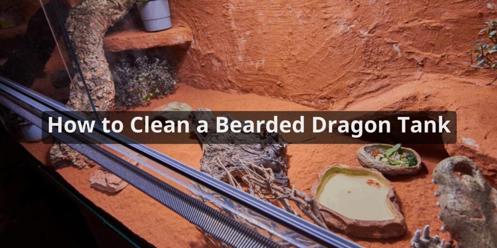 How to Clean a Bearded Dragon Tank