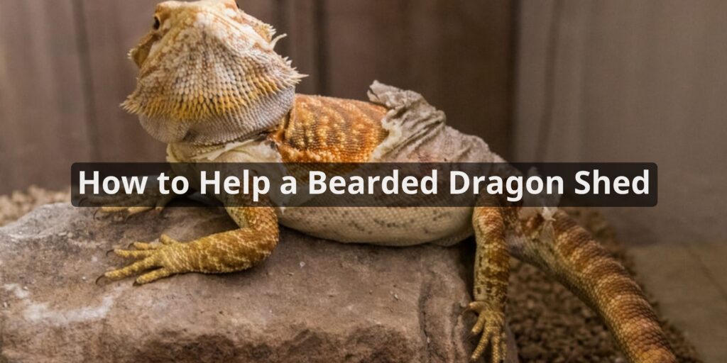How to Help a Bearded Dragon Shed