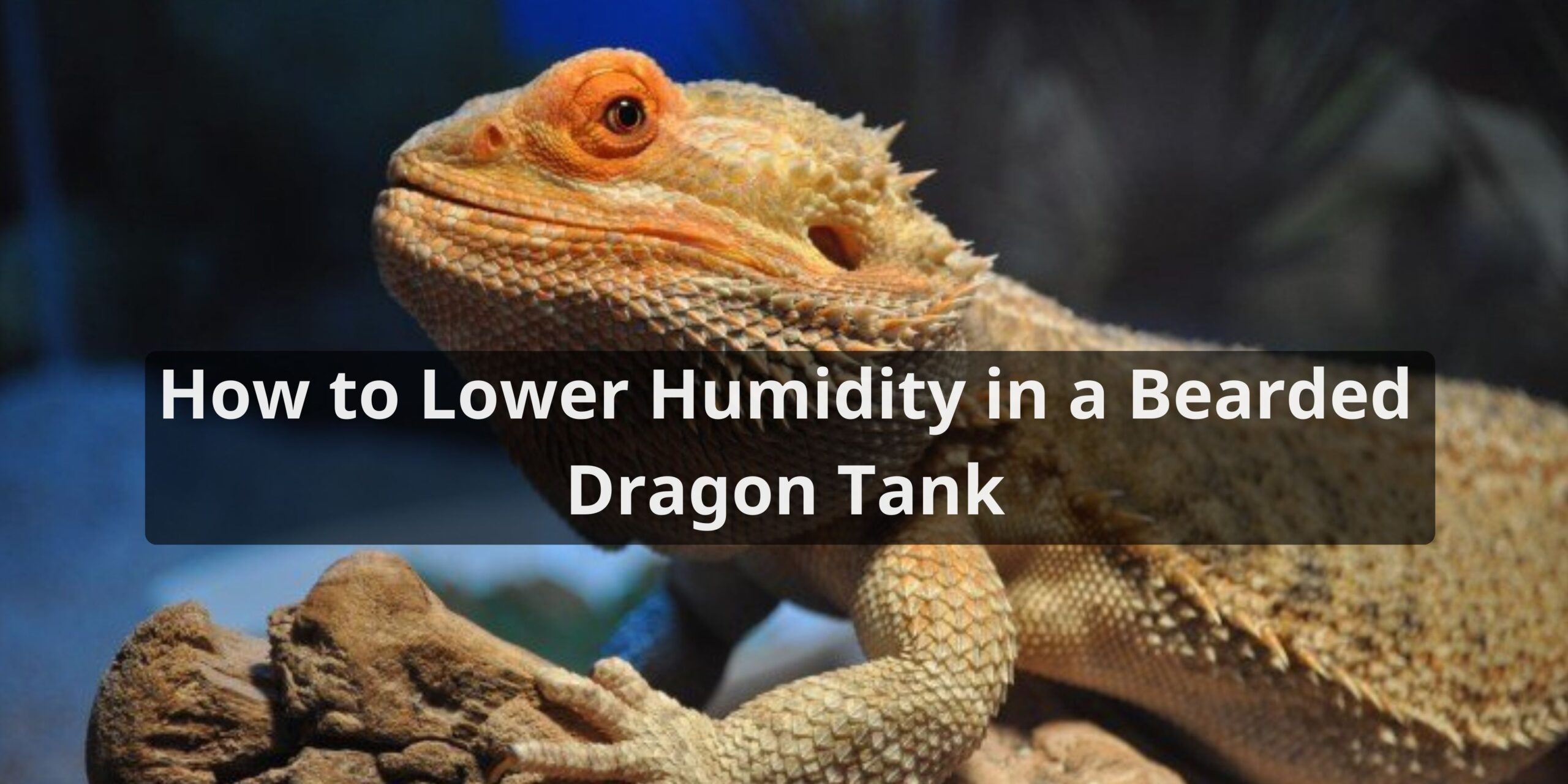 How to Lower Humidity in a Bearded Dragon Tank