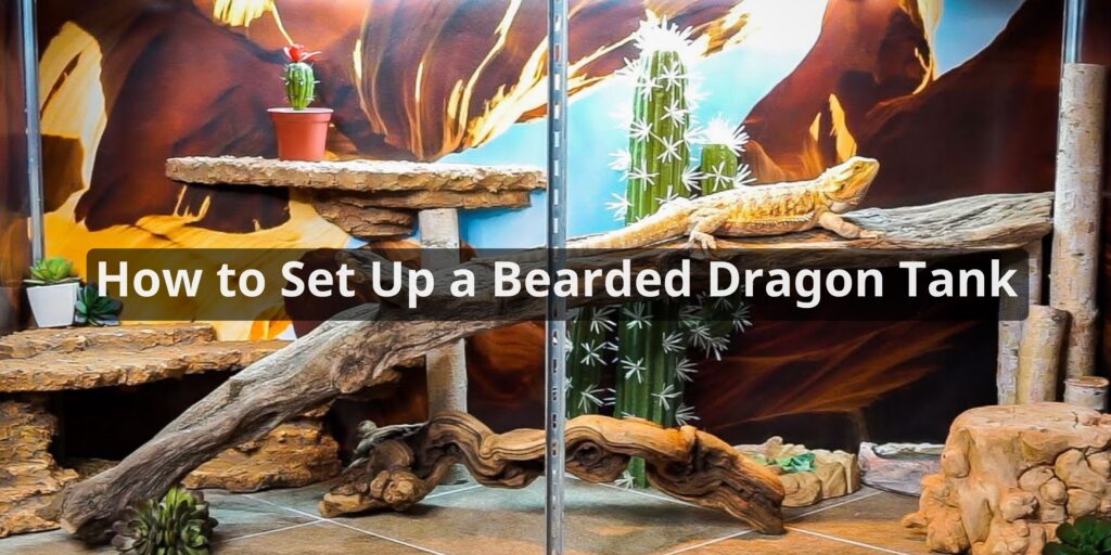 How to Set Up a Bearded Dragon Tank