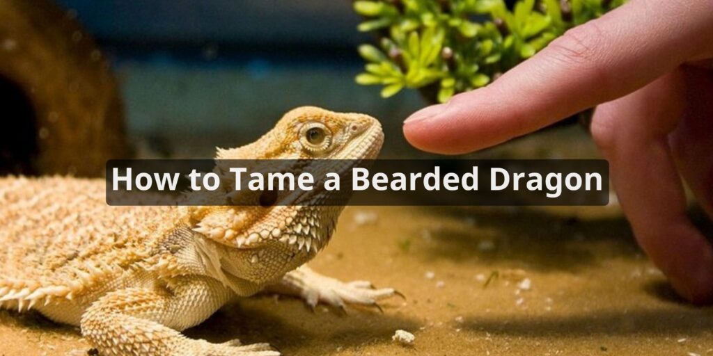 How to Tame a Bearded Dragon