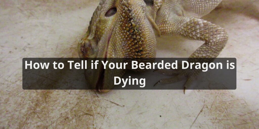 How to Tell if Your Bearded Dragon is Dying