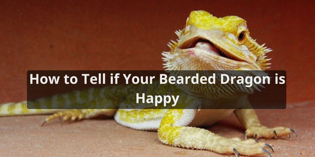 How to Tell if Your Bearded Dragon is Happy
