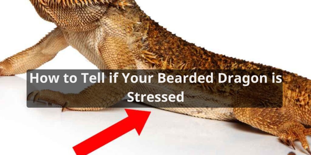 How to Tell if Your Bearded Dragon is Stressed