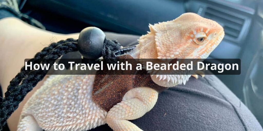 How to Travel with a Bearded Dragon