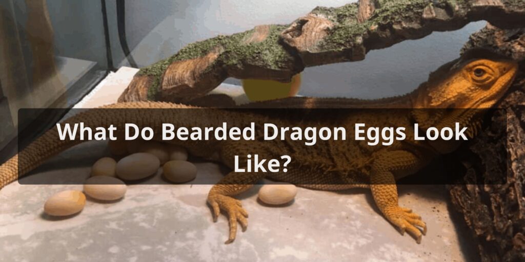 What Do Bearded Dragon Eggs Look Like