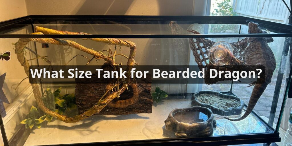 What Size Tank for Bearded Dragon
